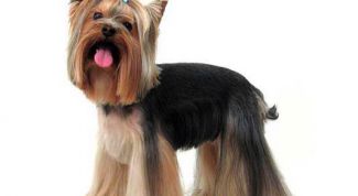 Картинка по теме - как подстричь йорка