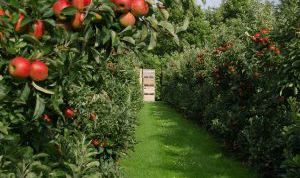 Картинка по теме - как посадить сад