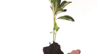 Картинка по теме - как выращивать деревья