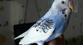 Картинка по теме - как понять попугая