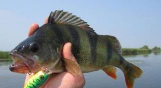 Картинка по теме - как поймать окуня