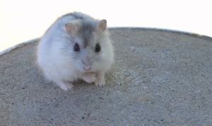 Картинка по теме - как купить хомяка