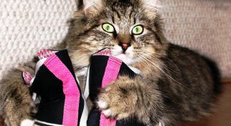 Картинка по теме - как играть с кошками