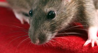 Картинка по теме - как мыть крыс