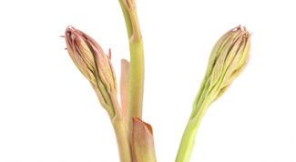 Картинка по теме - как высаживать тую