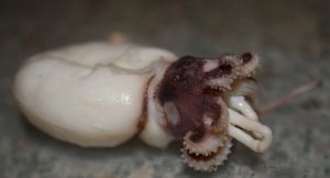 Картинка по теме - как отварить кальмаров