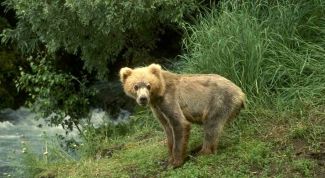 Картинка по теме - как быть в лесу с животными