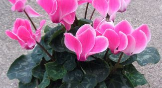 Картинка по теме - как выращивать цикламен