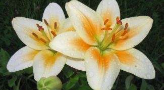 Картинка по теме - как выращивать лилии