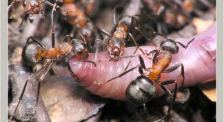 Картинка по теме - как избавиться от муравьев