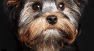 Картинка по теме - как поставить уши йоркширскому терьеру