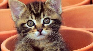 Картинка по теме - как воспитать кошек