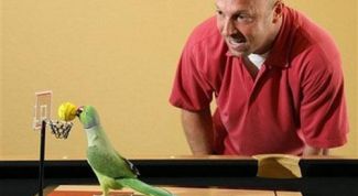 Картинка по теме - как играть с попугаем