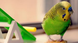 Картинка по теме - как кормить птиц