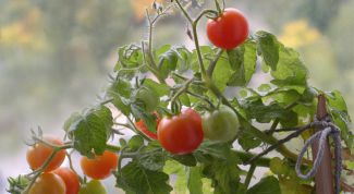 Картинка по теме - как посадить помидоры
