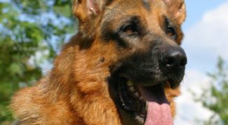 Картинка по теме - как назвать немецкою овчарку