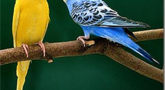 Картинка по теме - как кормить волнистого попугая