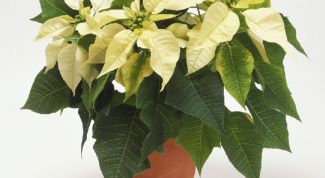 Картинка по теме - как избавиться от мошек в комнатных цветах