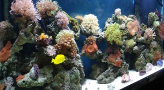 Картинка по теме - как подобрать аквариум