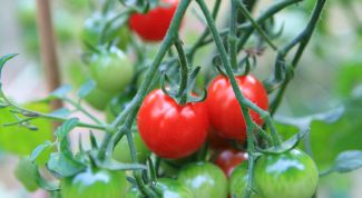 Картинка по теме - как выращивать овощи