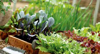 Картинка по теме - как вырастить рассаду для цветов