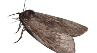 Картинка по теме - как избавиться от моли в квартире