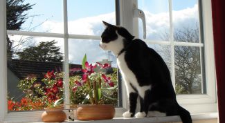 Картинка по теме - как отрегулировать окна