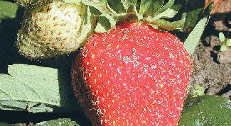 Картинка по теме - как посадить клубнику