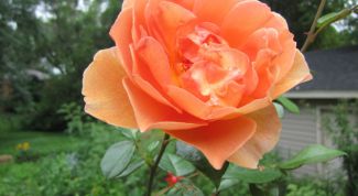 Картинка по теме - как посадить цветы