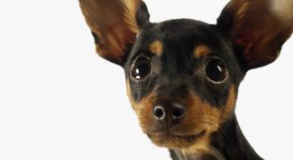 Картинка по теме - как воспитать той-терьера