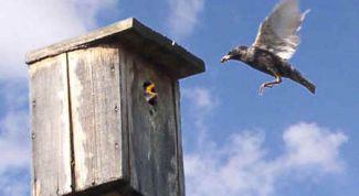 Картинка по теме - как построить скворечник
