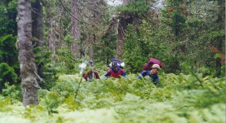 Картинка по теме - как выжить в тайге 