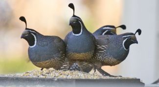 Картинка по теме - как развести перепелов