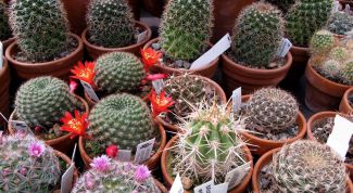 Картинка по теме - как поливать кактус