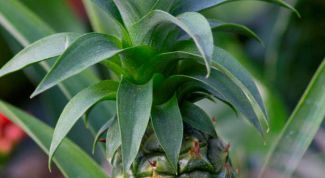 Картинка по теме - как вырастить ананас из верхушки