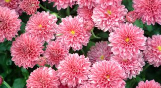 Картинка по теме - как вырастить хризантемы