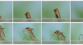 Картинка по теме - как избавиться от комнатных мошек