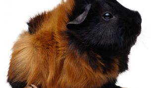 Картинка по теме - как кормить морскую свинку