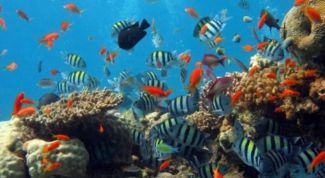 Картинка по теме - как клеить аквариумы