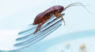 Картинка по теме - как избавиться от тараканов в квартире