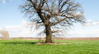 Картинка по теме - как зарегистрировать свой земельный участок