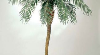 Картинка по теме - как вырастить финиковую пальму из косточки