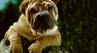 Картинка по теме - как кормить шарпея