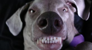 Картинка по теме - как защититься от собаки