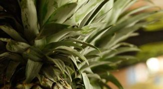 Картинка по теме - как дозреть ананасу