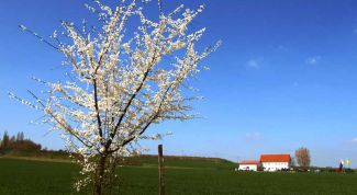 Картинка по теме - как посадить дерево