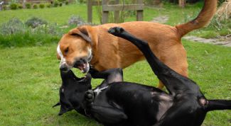 Картинка по теме - как защитить собаку