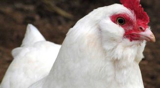 Картинка по теме - как кормить кур