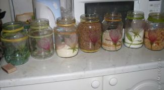 Картинка по теме - как найти жучков в крупе