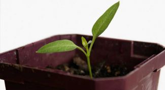 Картинка по теме - как посадить перец